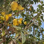 Σπίτι διακοπών Palm Garden Paradise *