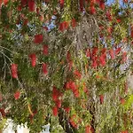 Palm Garden Paradise Περβόλια