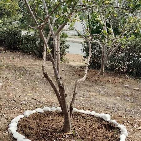 Palm Garden Paradise Дом отдыха Перволия