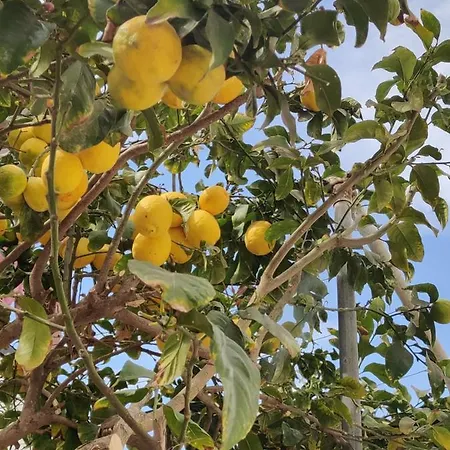 Σπίτι διακοπών Palm Garden Paradise *