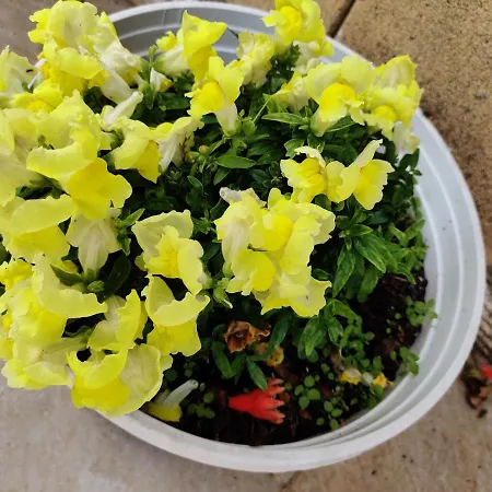 Дом отдыха Palm Garden Paradise