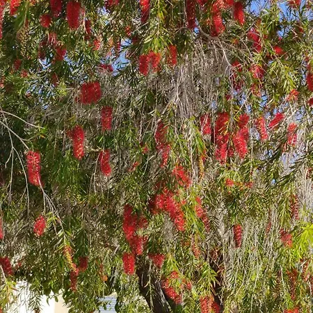 Palm Garden Paradise Perivólia