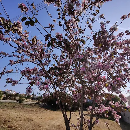 Palm Garden Paradise
