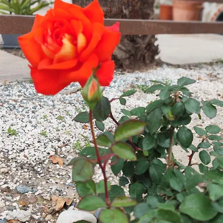 Palm Garden Paradise *