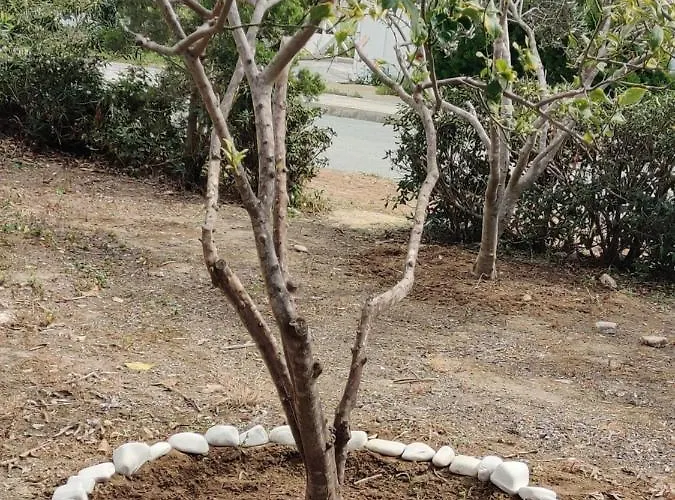 Palm Garden Paradise Σπίτι διακοπών Περβόλια