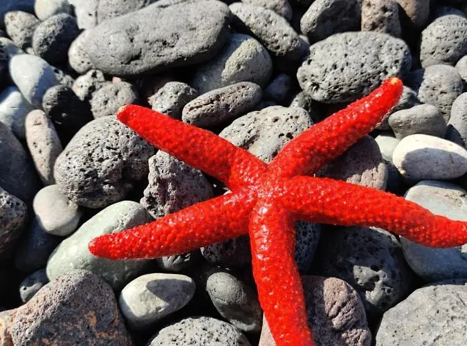 Palm Garden Paradise *