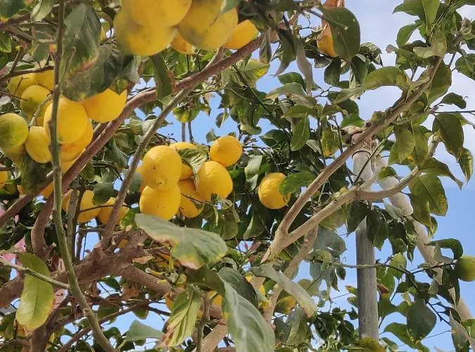 Σπίτι διακοπών Palm Garden Paradise *