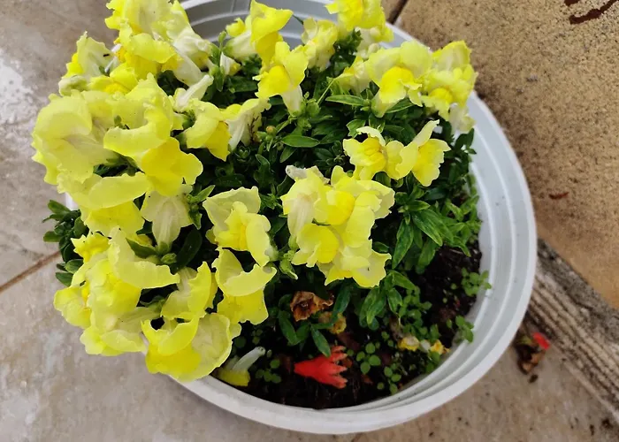 Σπίτι διακοπών Palm Garden Paradise