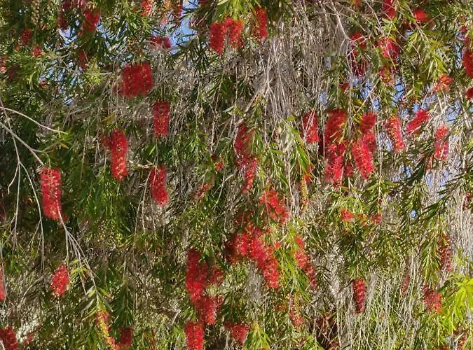 Palm Garden Paradise Περβόλια