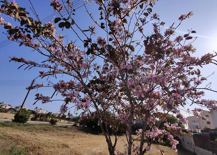 Palm Garden Paradise