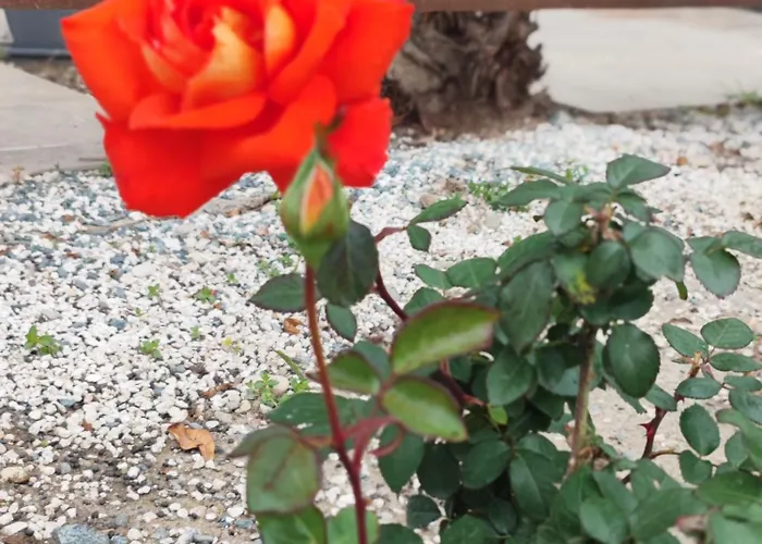 Palm Garden Paradise *